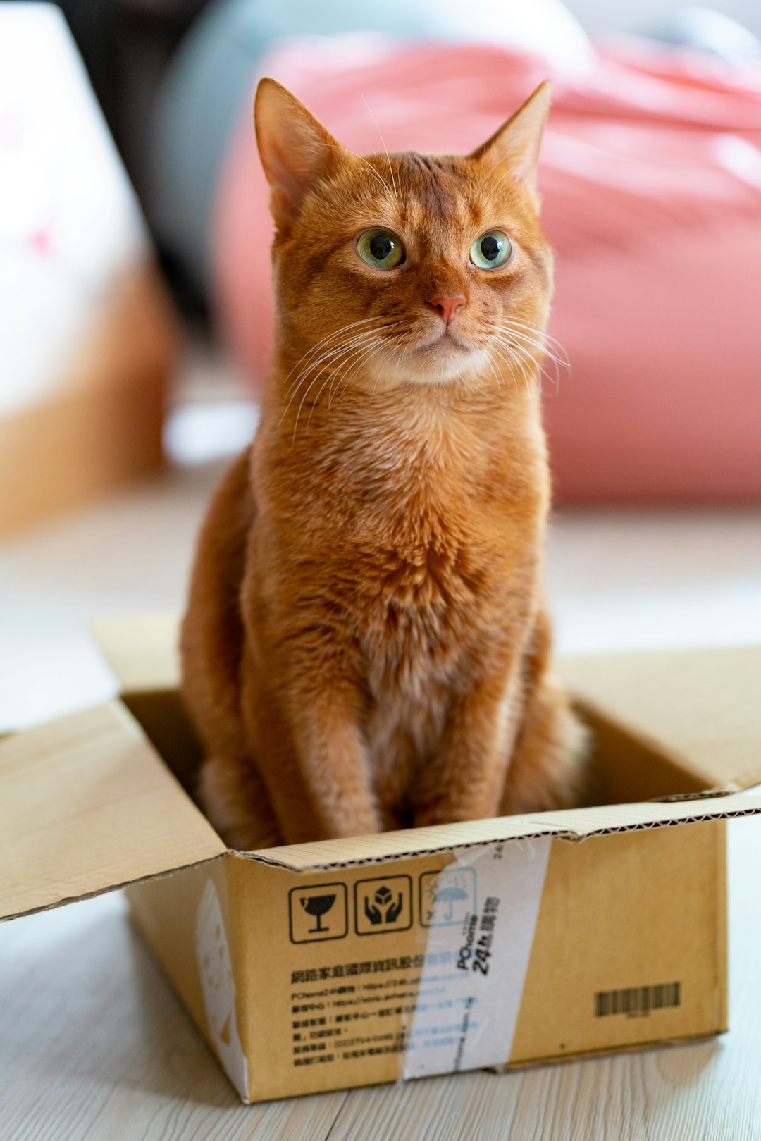 Moving with Cats: Tips for a Low-Stress Move for Your Feline — LuxeMove