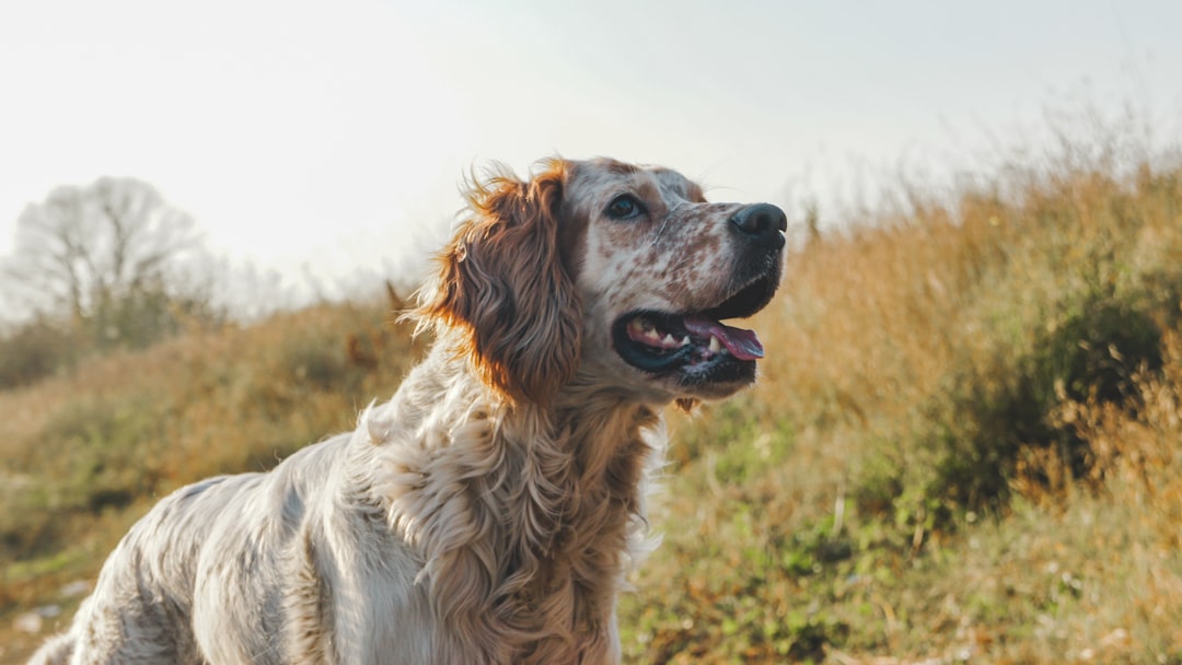Moving with Dogs: How to Keep Your Dog Calm and Safe on Moving Day — LuxeMove